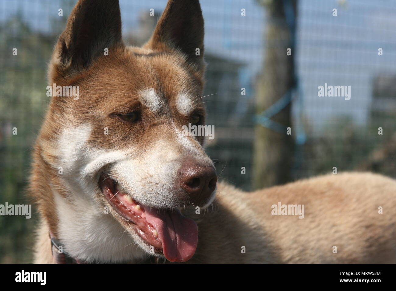 Husky Hunde und Blumen an Eagle Heights Wildlife Foundation Stockfoto