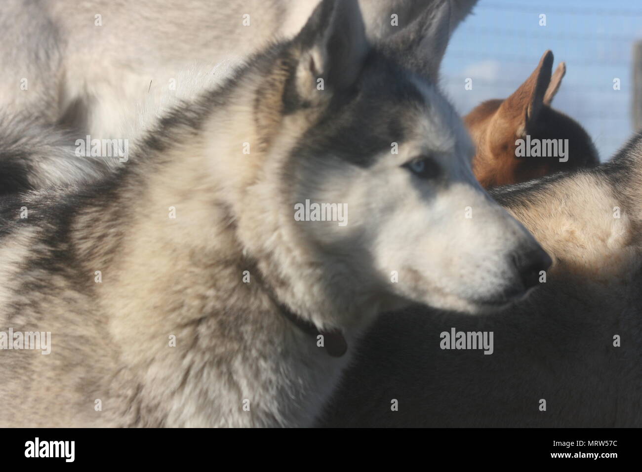 Husky Hunde und Blumen an Eagle Heights Wildlife Foundation Stockfoto