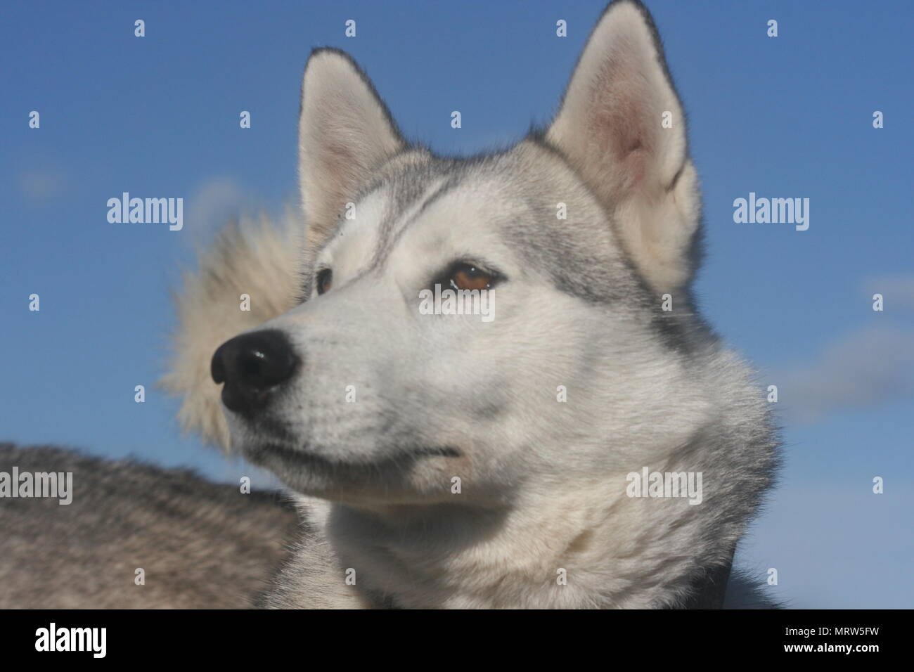 Husky Hunde und Blumen an Eagle Heights Wildlife Foundation Stockfoto