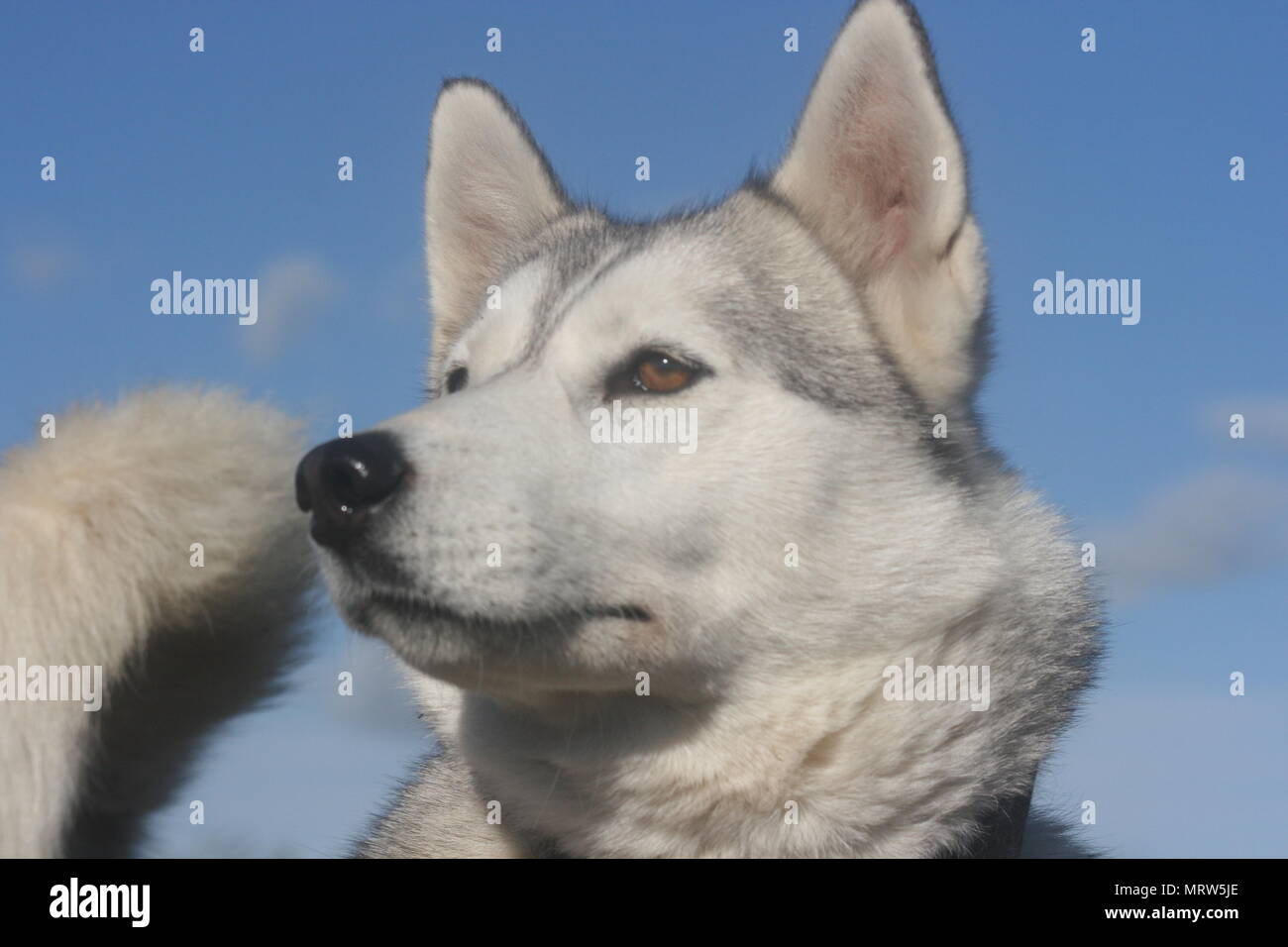 Husky Hunde und Blumen an Eagle Heights Wildlife Foundation Stockfoto