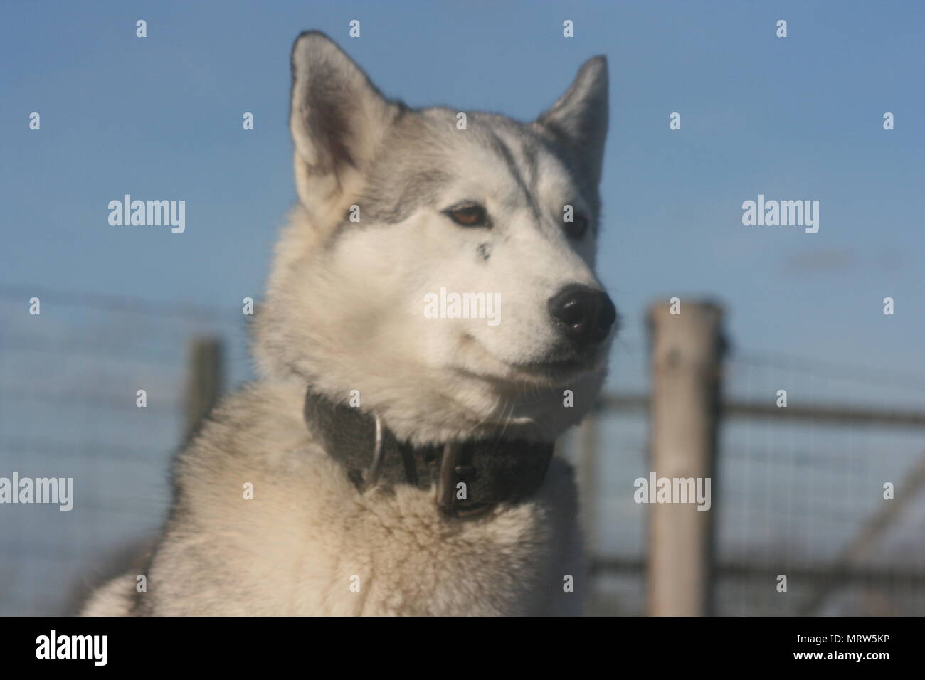 Husky Hunde und Blumen an Eagle Heights Wildlife Foundation Stockfoto