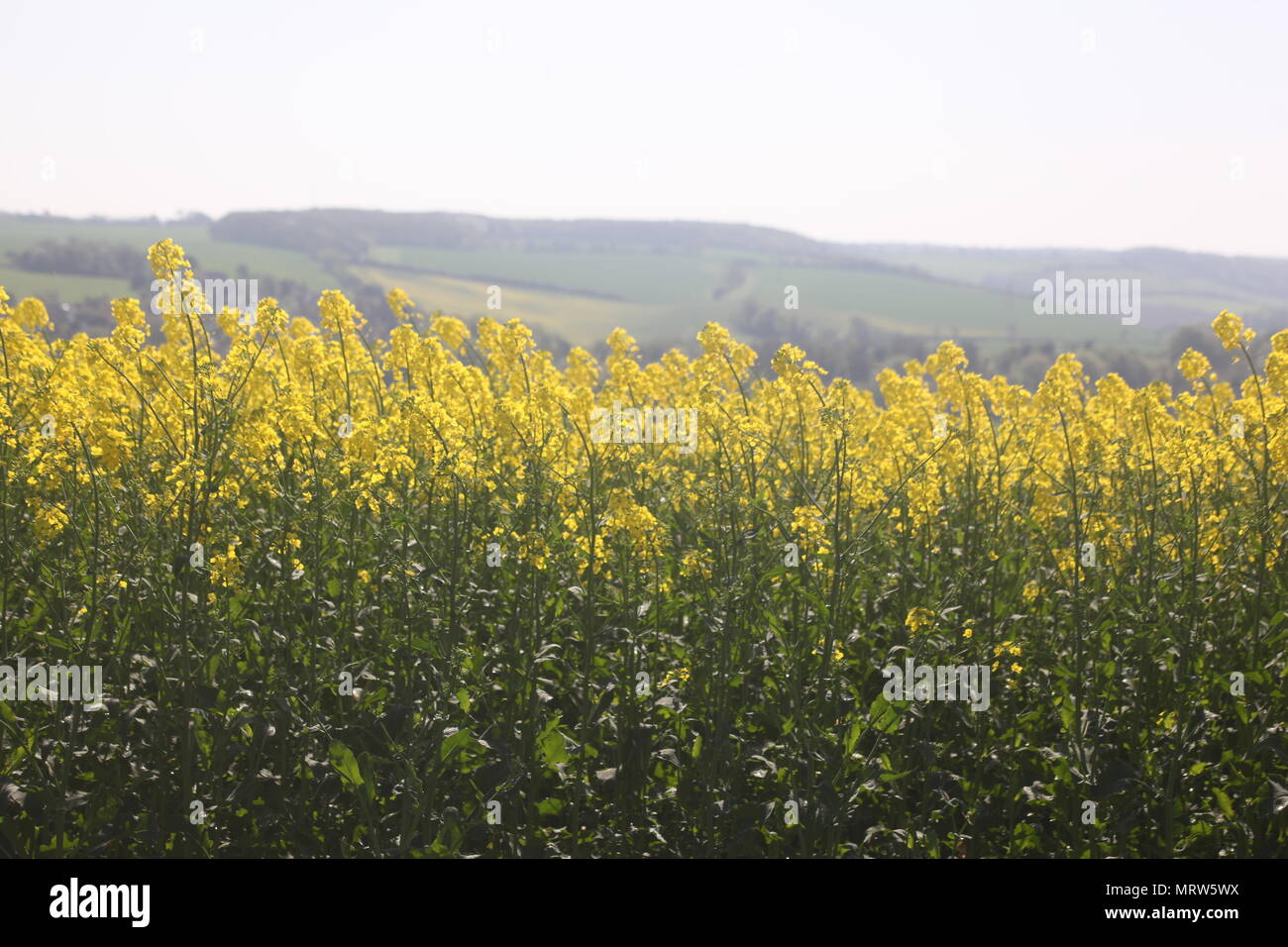 Husky Hunde und Blumen an Eagle Heights Wildlife Foundation Stockfoto