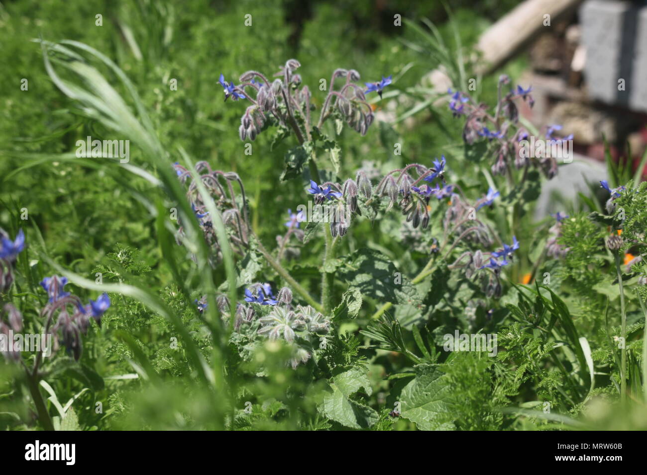 Husky Hunde und Blumen an Eagle Heights Wildlife Foundation Stockfoto