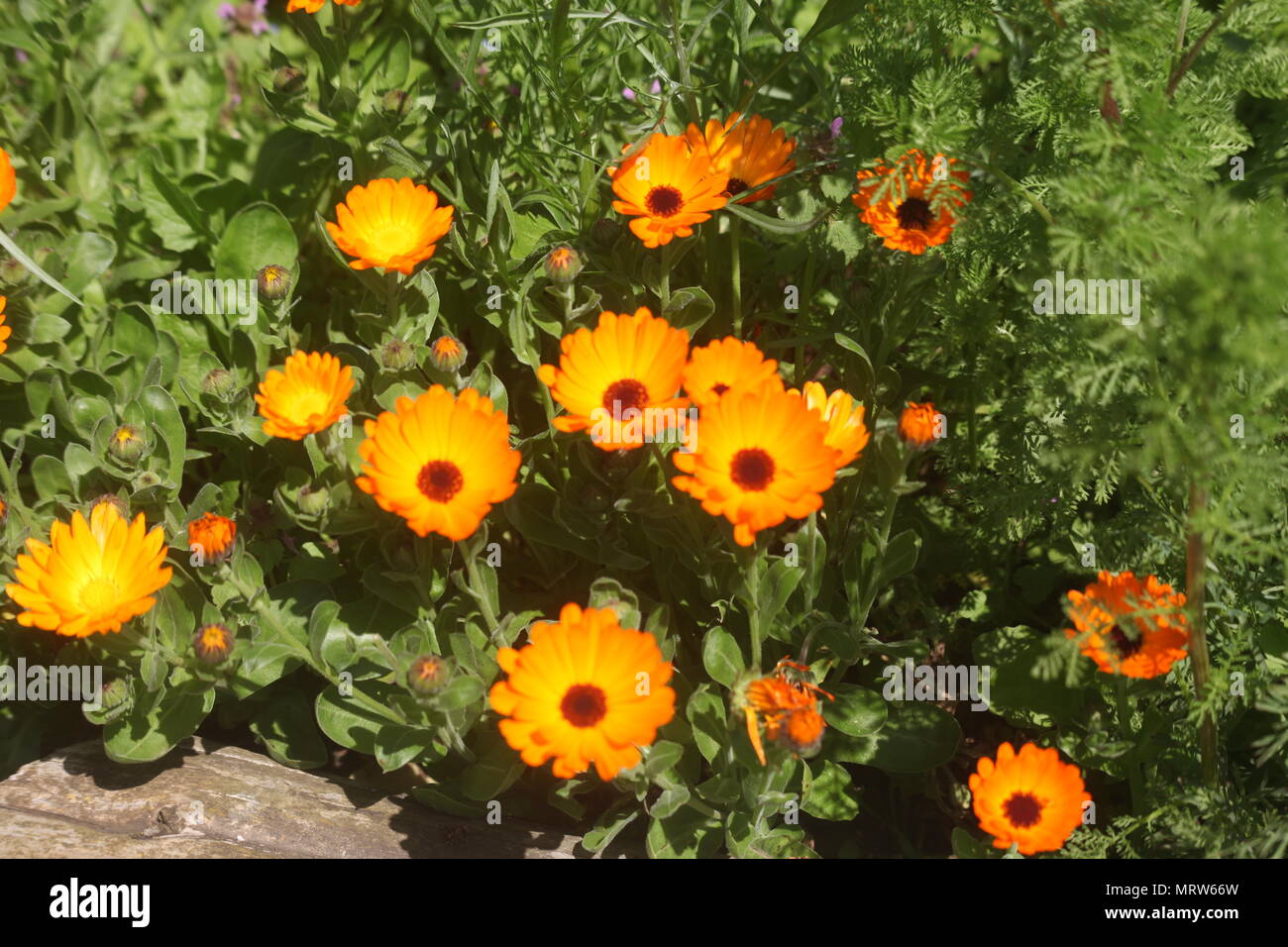 Husky Hunde und Blumen an Eagle Heights Wildlife Foundation Stockfoto
