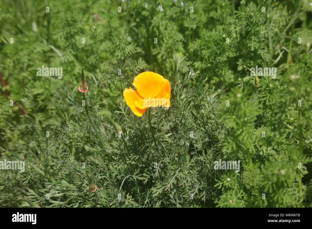 Husky Hunde und Blumen an Eagle Heights Wildlife Foundation Stockfoto
