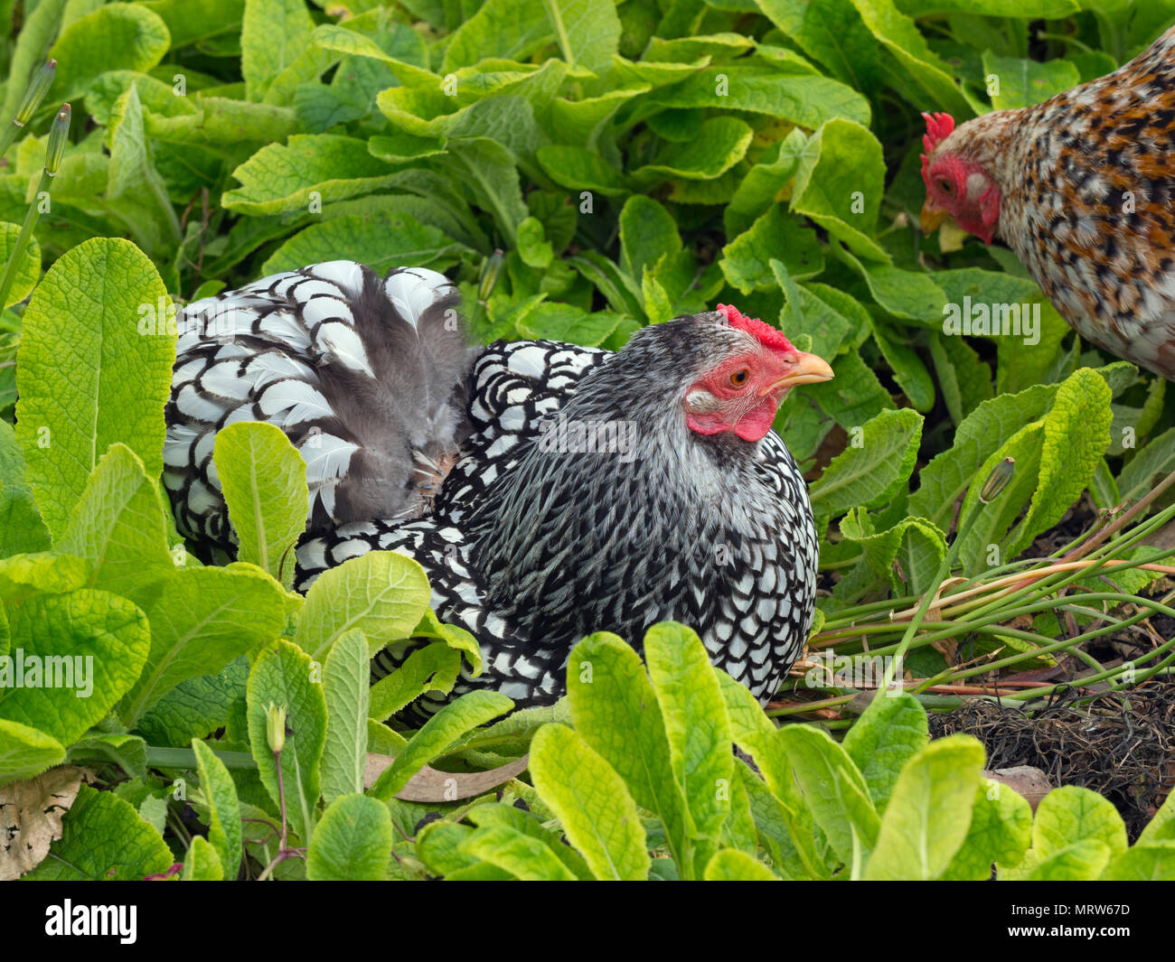 Silber-geschnürt Wyandotte Freilandhaltung im Garten Stockfoto