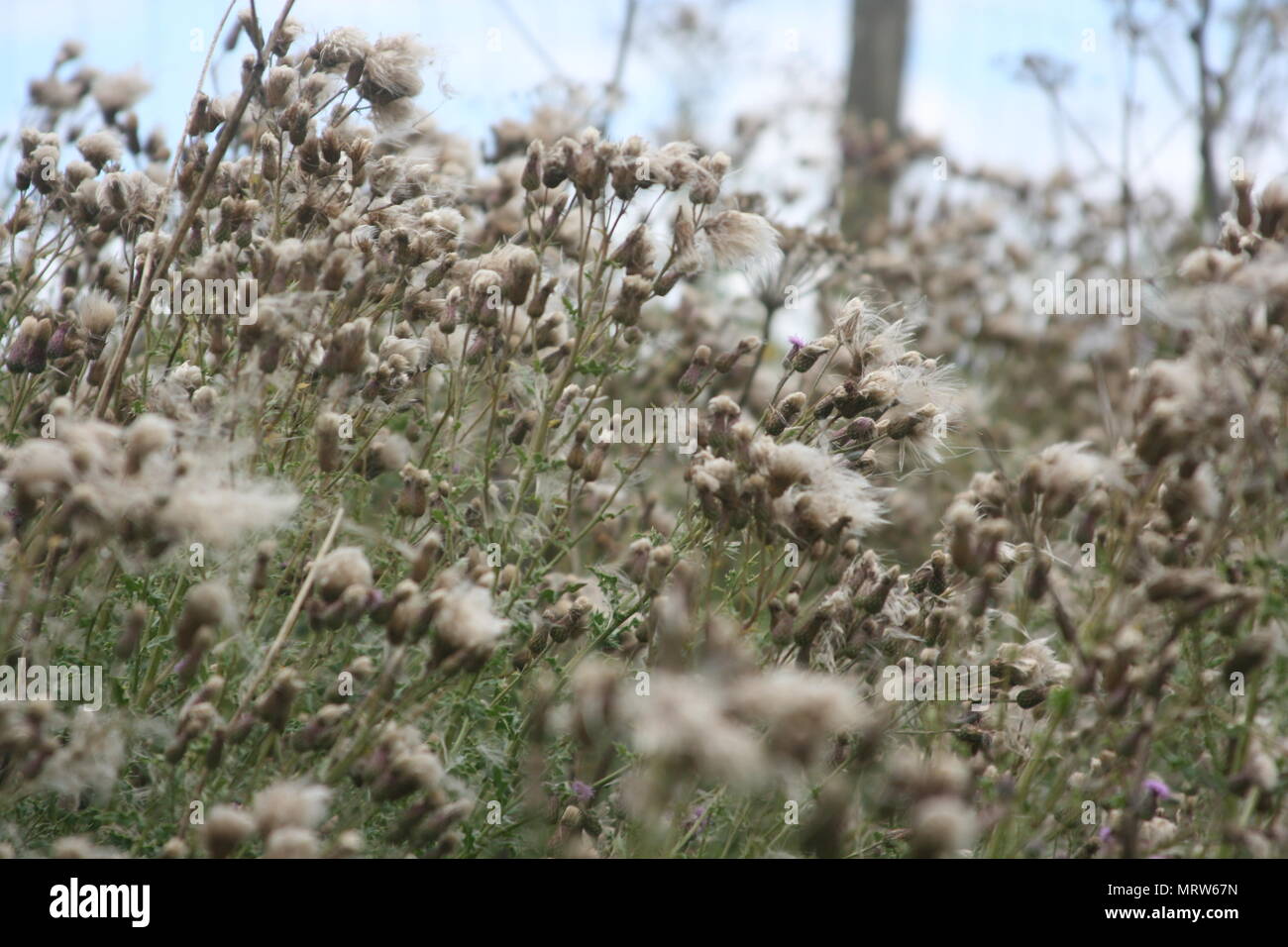 Husky Hunde und Blumen an Eagle Heights Wildlife Foundation Stockfoto