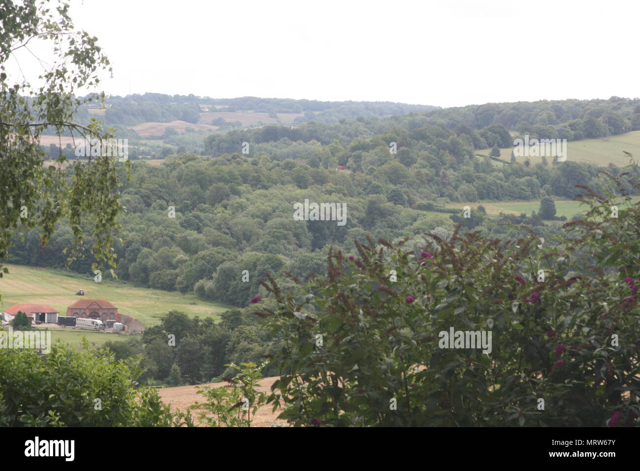 Husky Hunde und Blumen an Eagle Heights Wildlife Foundation Stockfoto