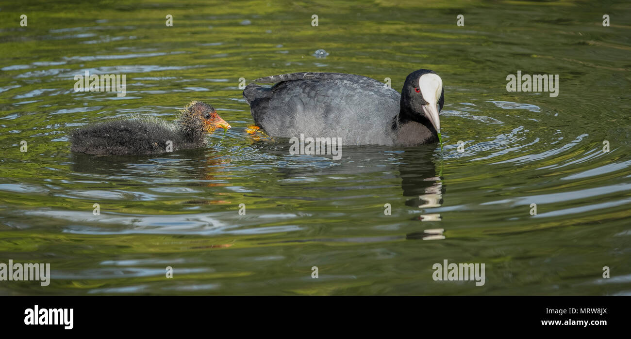 Mutter mit Baby blässhuhn Blässhuhn schwimmen im Wasser Stockfoto