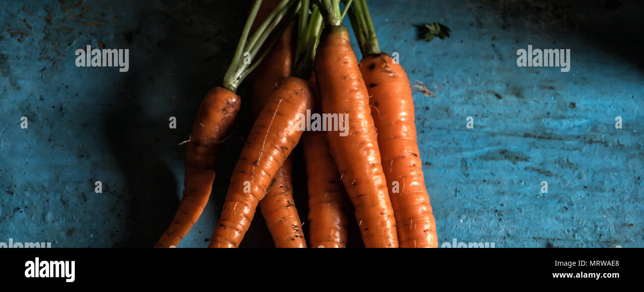 Karotten Bündel frische Ernte carotin Antioxidans Vitamin für Stockfoto
