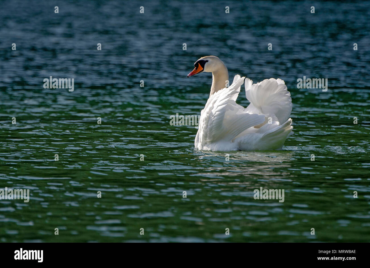 Höckerschwan (Cygnus olor) schwimmt im See, Imponiergehabe, Tirol, Österreich Stockfoto