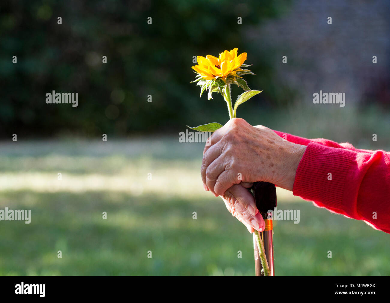 Hände einer alten Frau mit Sonnenblume liegt auf einem Stock Stockfoto