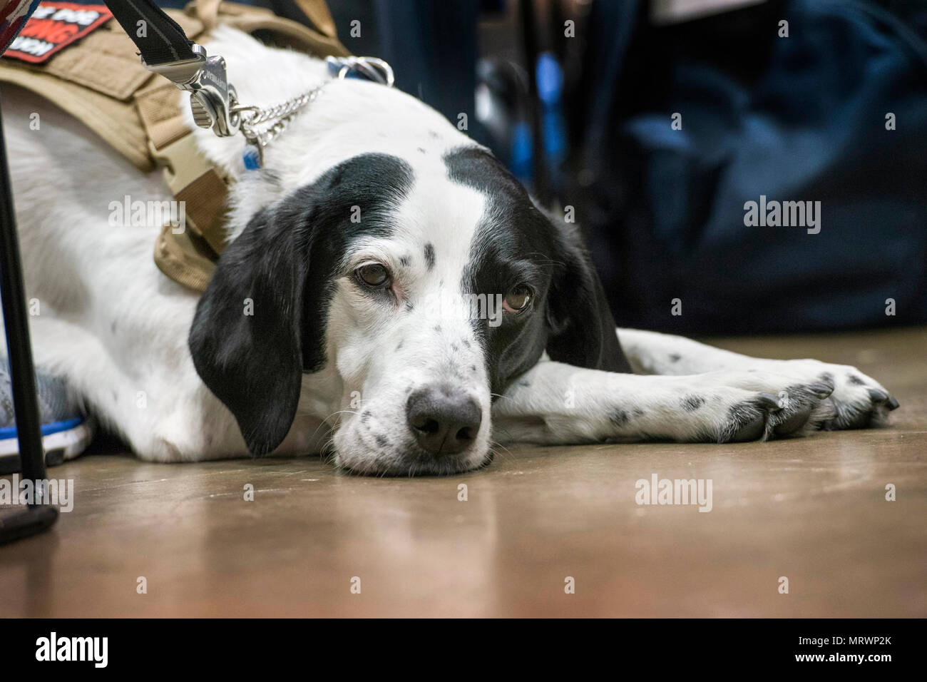 Ein service Hund ruht während der Abteilung 2017 der Verteidigung Krieger Spiele Bogenschießen Konkurrenz am McCormick Place in Chicago am 3. Juli 2017. Der DoD-Krieger Spiele sind eine jährliche Veranstaltung, die Verwundeten, Kranken und Verletzten service Mitglieder und Veteranen im Paralympischen zu konkurrieren - style Sport einschließlich Bogenschießen, Radfahren, Feld, Schießen, Sitzen, Volleyball, Schwimmen, Schiene und Rollstuhl Basketball. (DoD Foto von Roger L. Wollenberg) Stockfoto