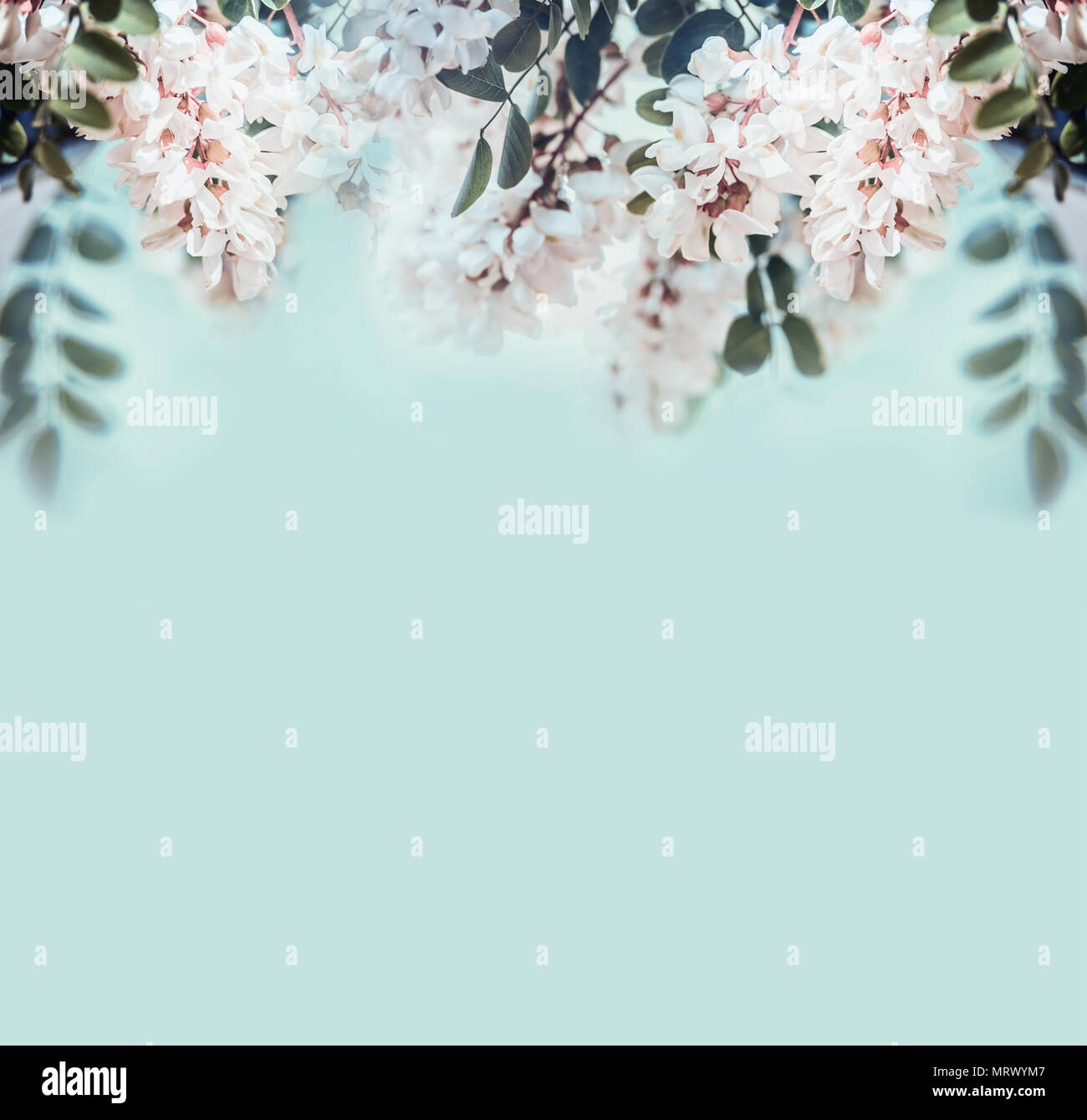 Natur Hintergrund mit schönen Akazienblüten, Vorderansicht Stockfoto