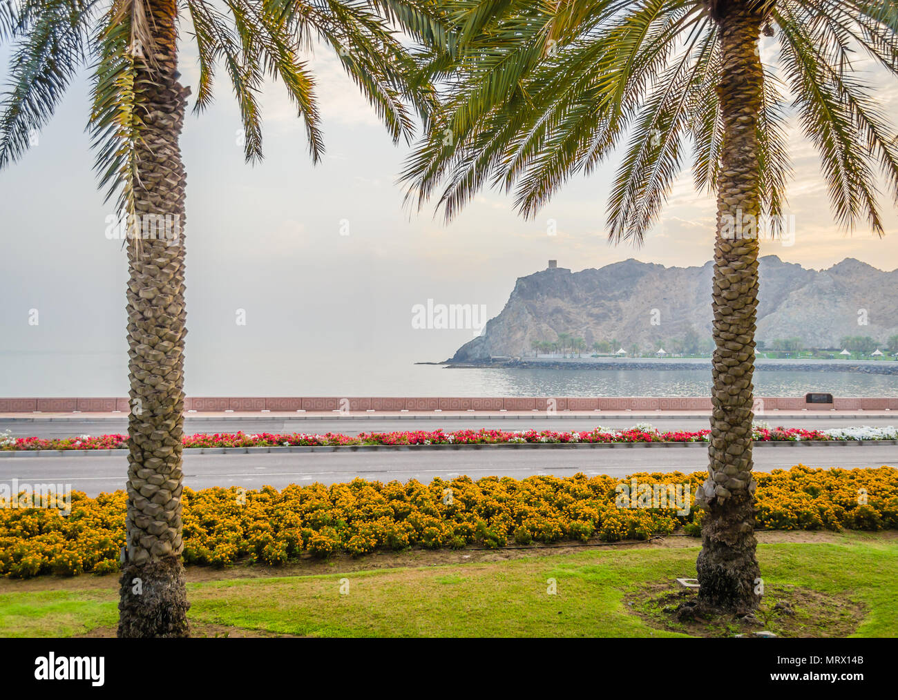 Cute Beet & Datum Palmen verschönern den Straßenrand Garten in Maskat, Oman. Stockfoto