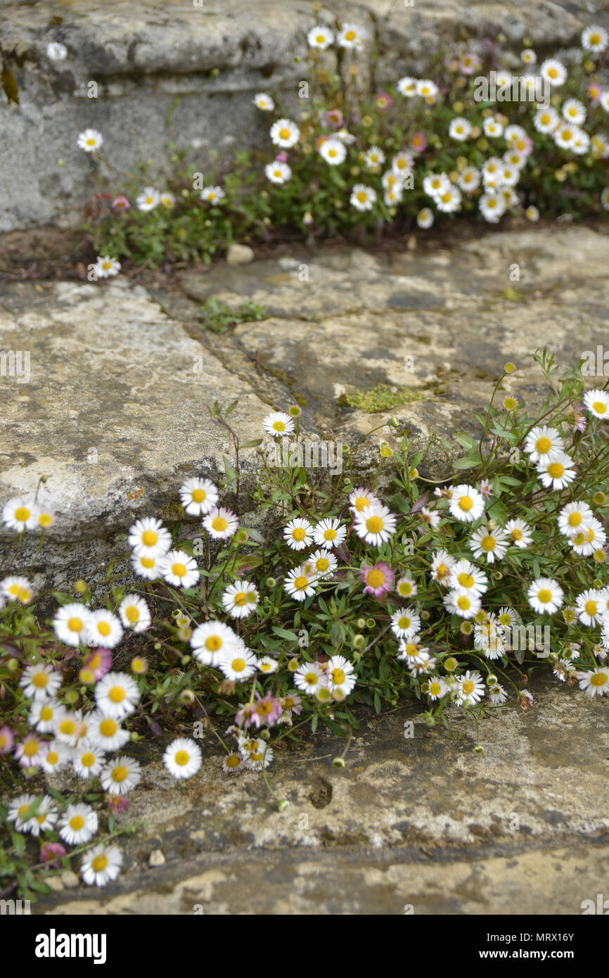 Gänseblümchen wachsen auf Steinstufen, Canons Ashby House, Northamptonshire Stockfoto