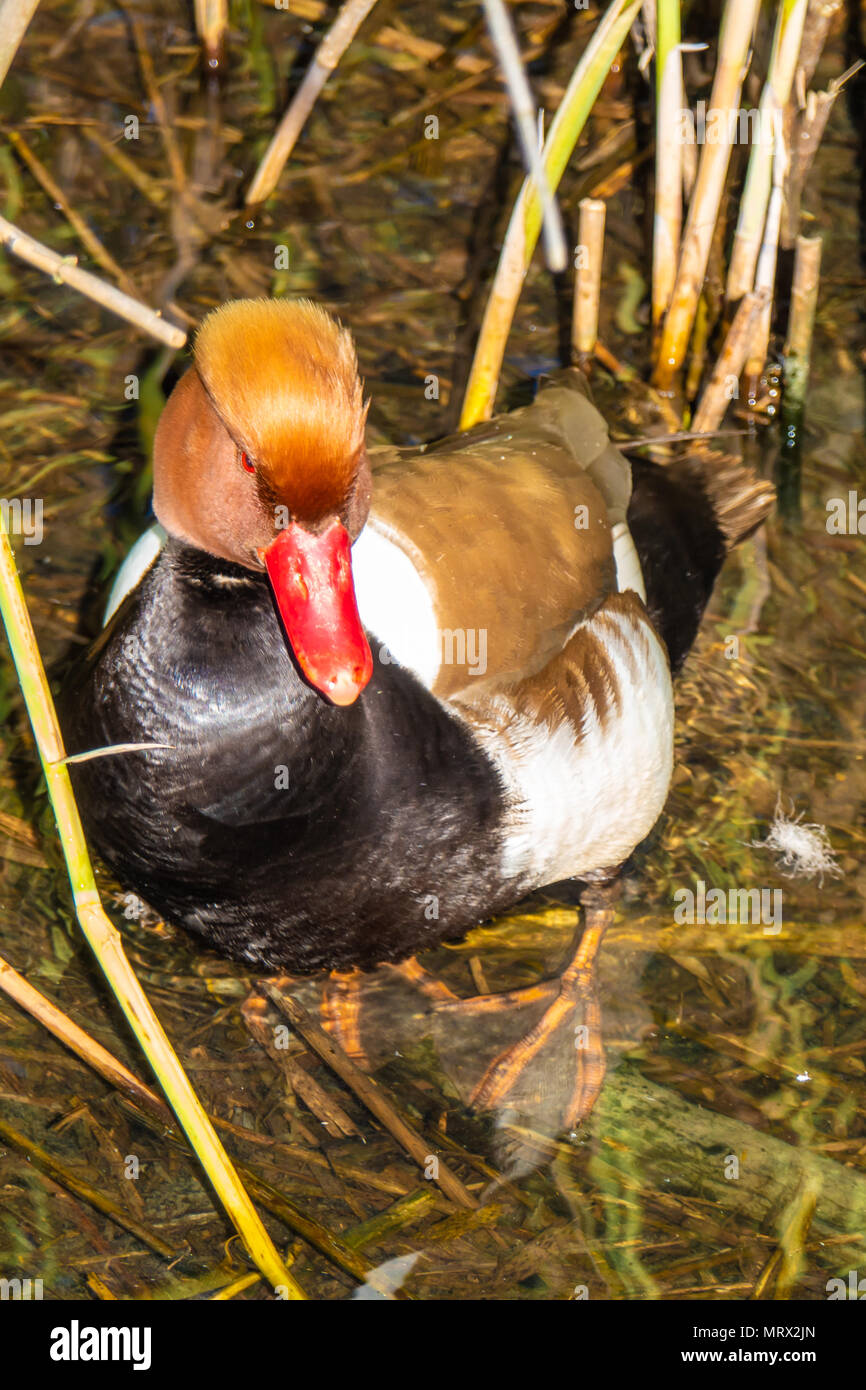 Männliche Kolbenente (Netta rufina) am Ufer des Oberen Zürichsee (Obersee), Schweiz. Eine große wandernde Anlage - Essen tauchen Ente, Inc. Stockfoto
