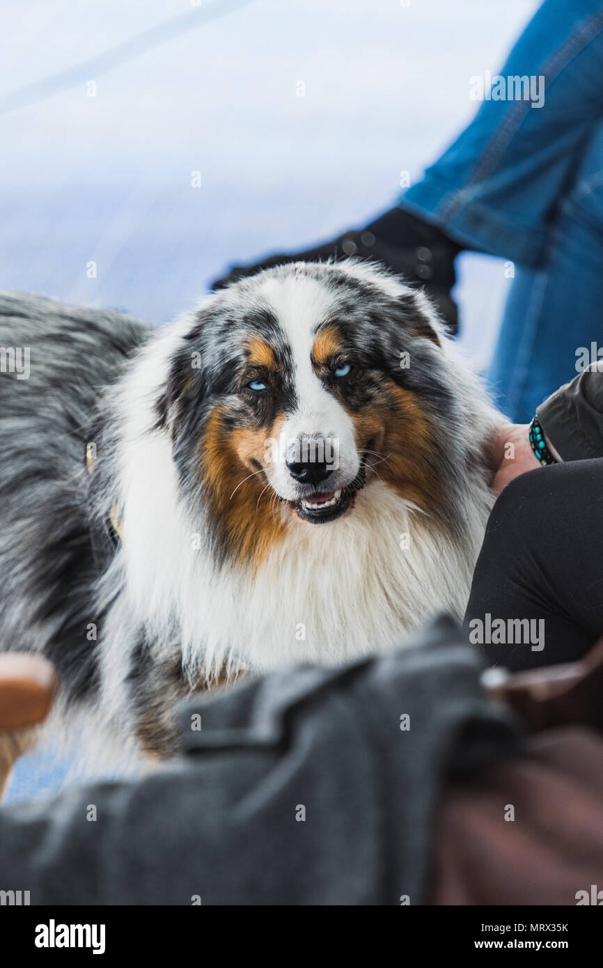 Portrait von blue merle Border Collie mit blauen Augen Island Stockfoto