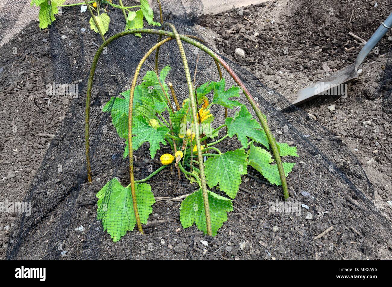 Bambus und mesh kuppel Fotos und Bildmaterial in hoher Auflösung Alamy