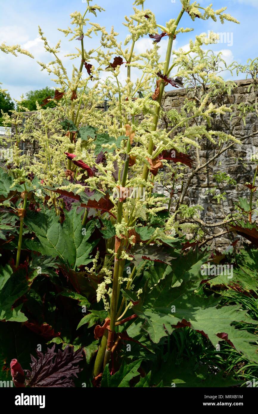 Rheum palmatum var. Zierpflanzen tanguticum Rhabarber Stockfoto