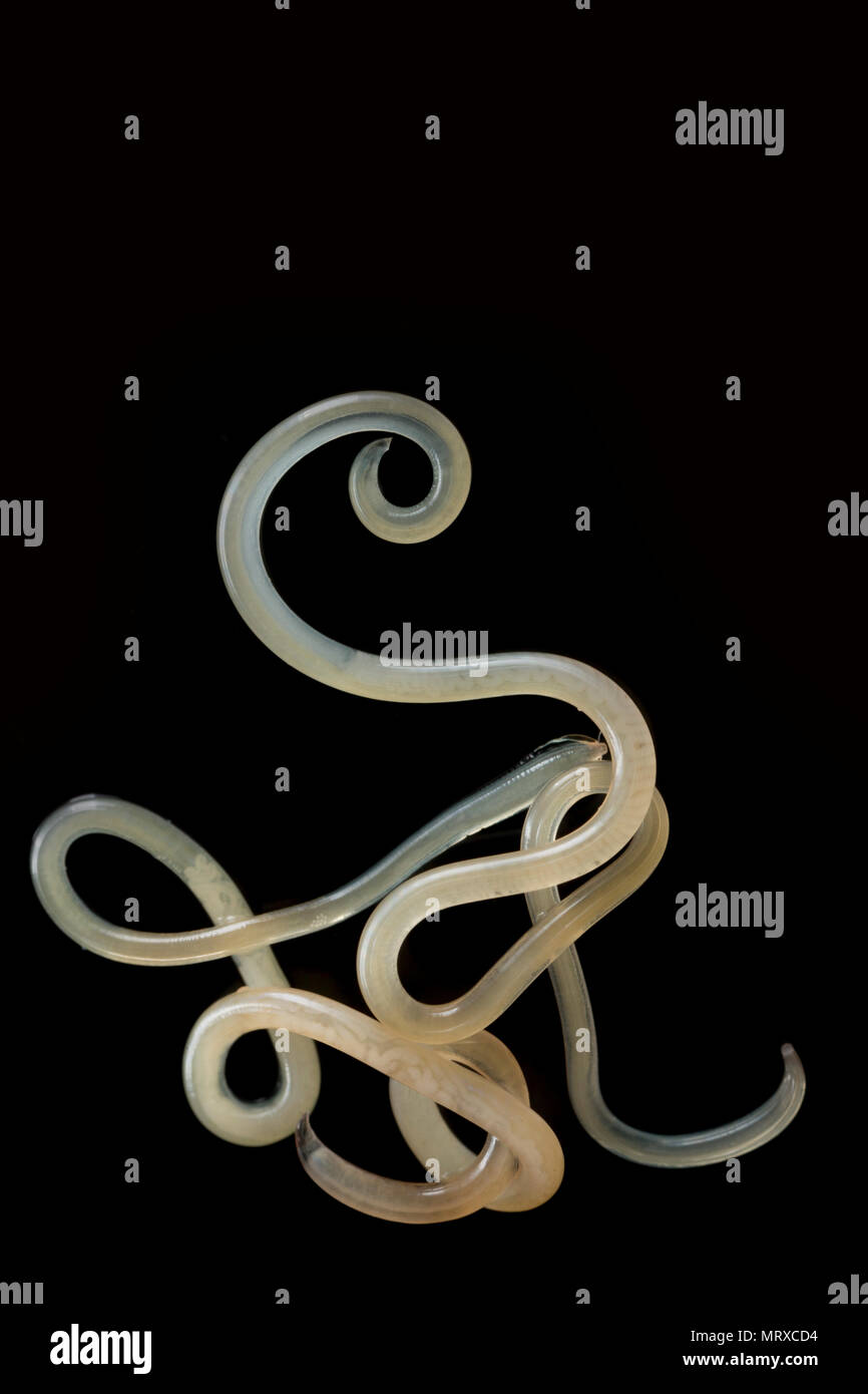 Zwei parasitäre Nematoden oder spulwürmer, Würmer gefunden kriechen in den Därmen der ausgenommen Makrele Scomber scombrus, England Großbritannien Stockfoto