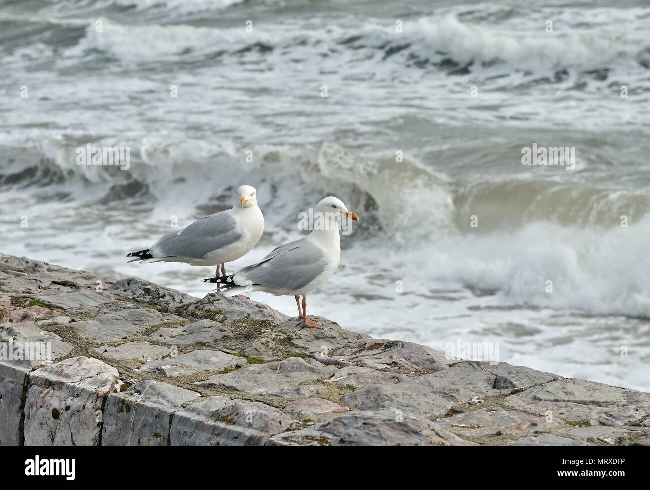 Ein paar silberne Möwen am Meer Wand bei Flut. Stockfoto