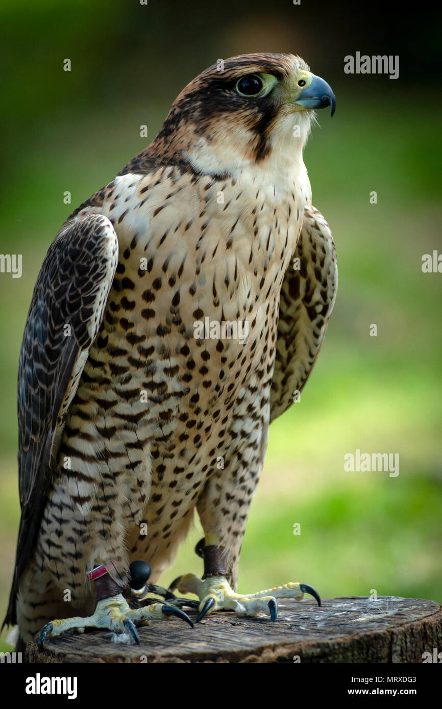 Haworth: Raubvögel Clifford Norton Alamy Leben Nachrichten. Stockfoto