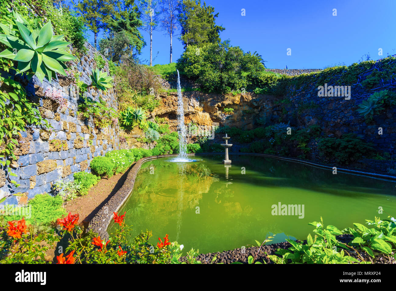 Schönen See von Blumen im Botanischen Garten von Madeira, Portugal Stockfoto