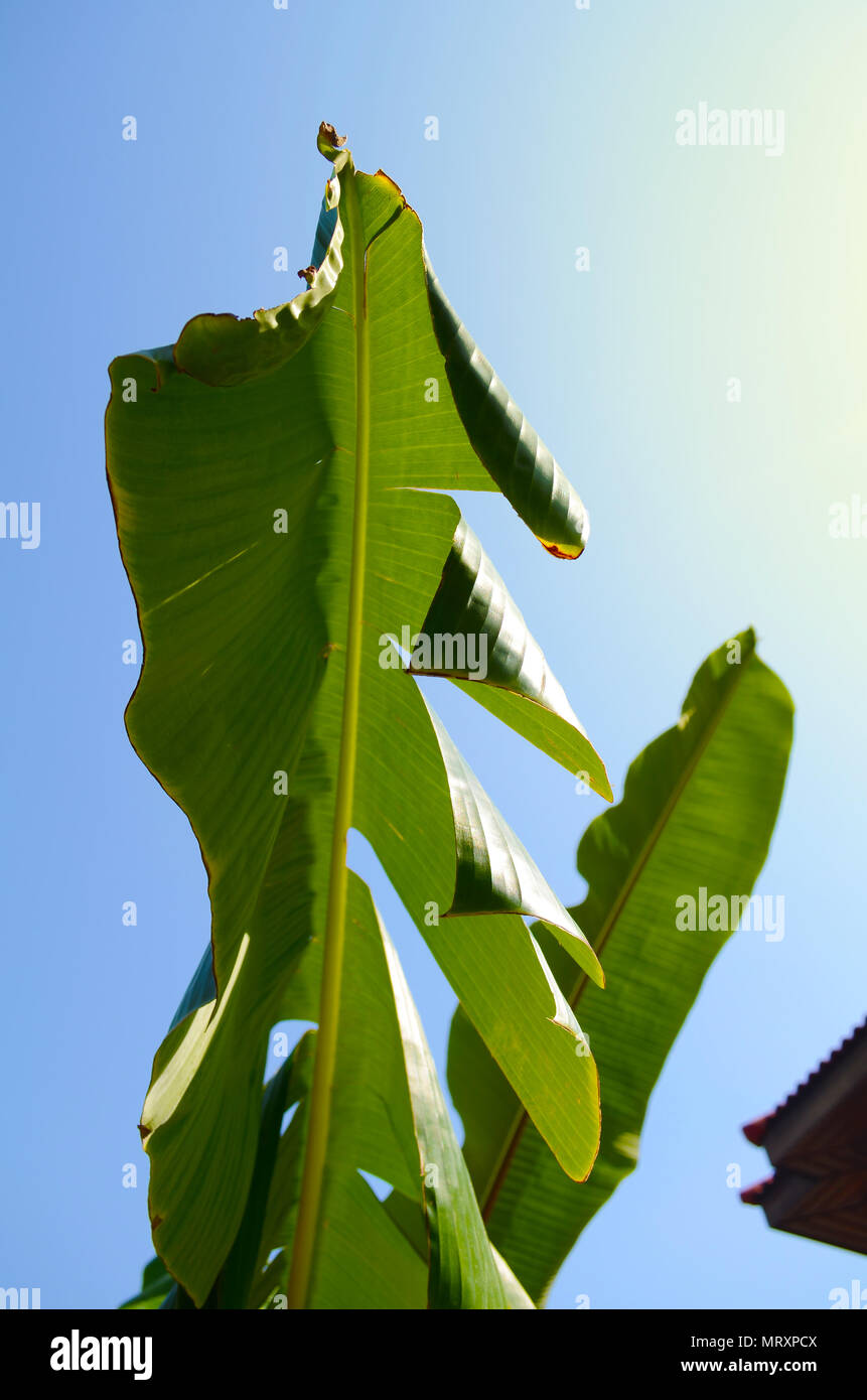 Bananenblätter, Ansicht von unten gegen einen strahlend blauen Himmel Stockfoto