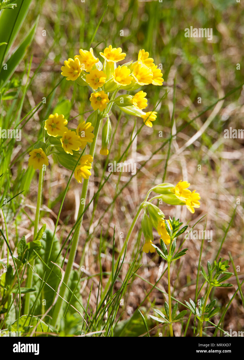 Schlüsselblume Primula Veris 2018 Stockfoto