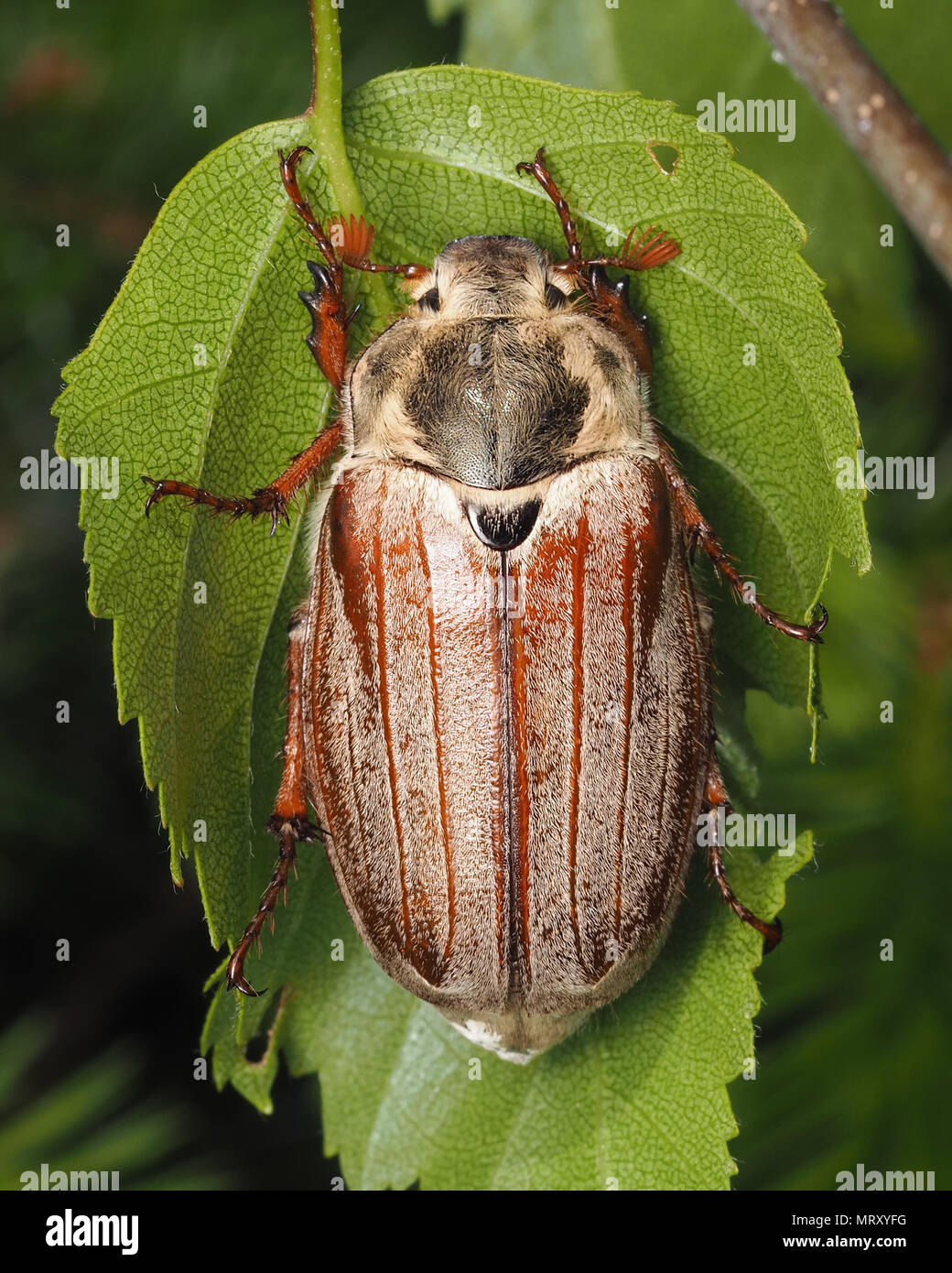 Gemeinsame Maikäfer (Melolontha melolontha) ruht auf der Unterseite der Birke Blatt. Tipperary, Irland Stockfoto