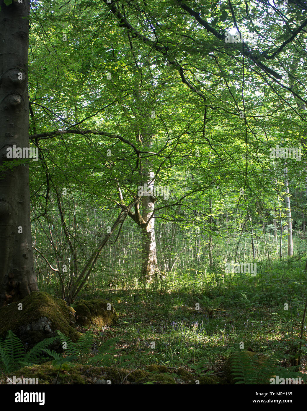 Gras Holz, Grassington, North Yorkshire Stockfoto
