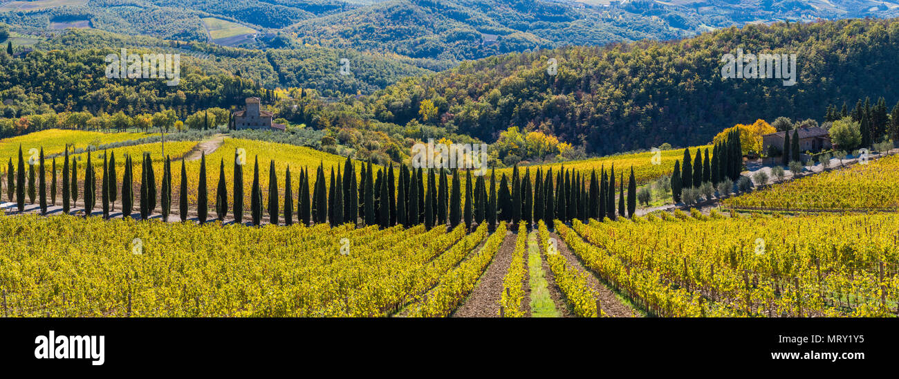 Die albola schloss Weinberge, Radda in Chianti, Siena, Toskana, Italien. Stockfoto