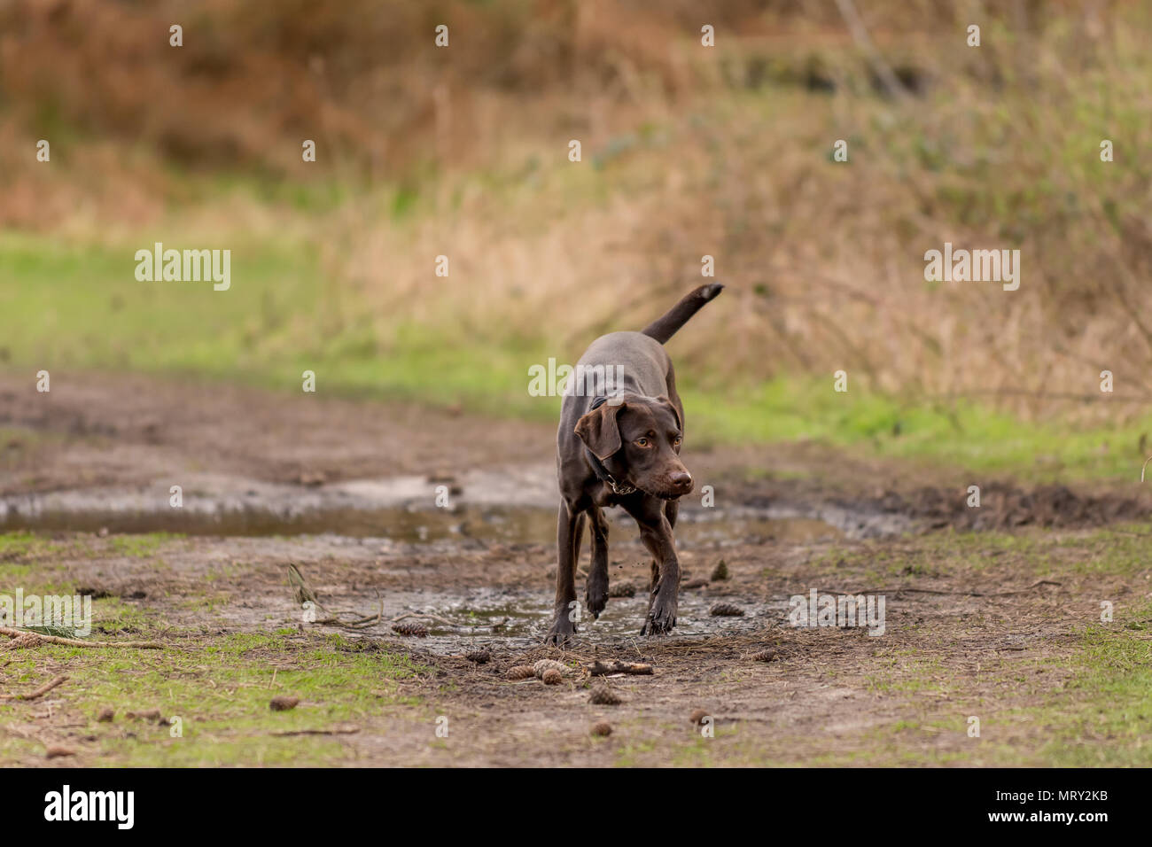 Brauner hund Fuß in Richtung der Kamera auf einem Wald weg von Tannennadeln, Tannenzapfen und Pfützen. Hund ist ein Labrador Dalmatiner Kreuz. Stockfoto