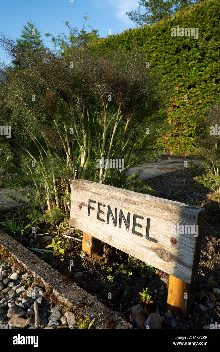 Bronze Fenchel (Foeniculum Vugare Purpureum) wächst in einem Landhaus Kräutergarten. Stockfoto