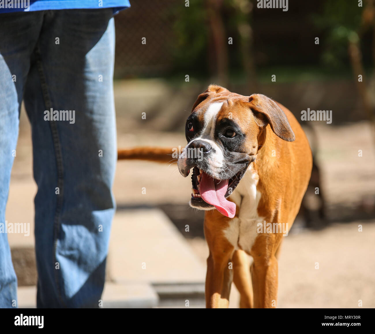 Ein Boxer Hund in seinem Leben Stockfoto