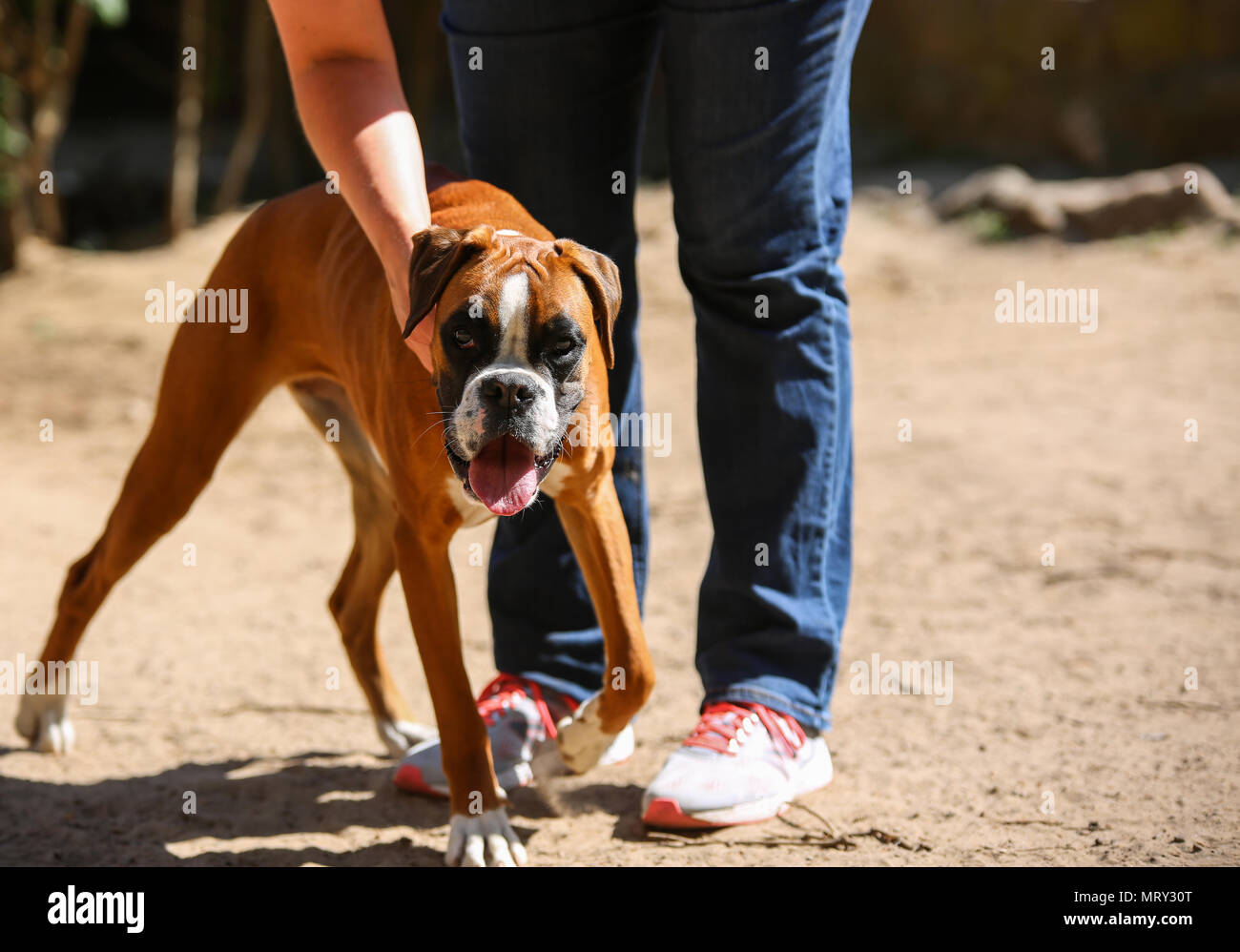 Ein Boxer Hund in seinem Leben Stockfoto