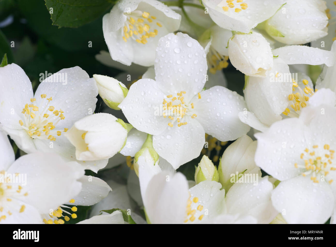 Jasmin weiße Blüten mit Wassertropfen Makro selektiven Fokus Stockfoto