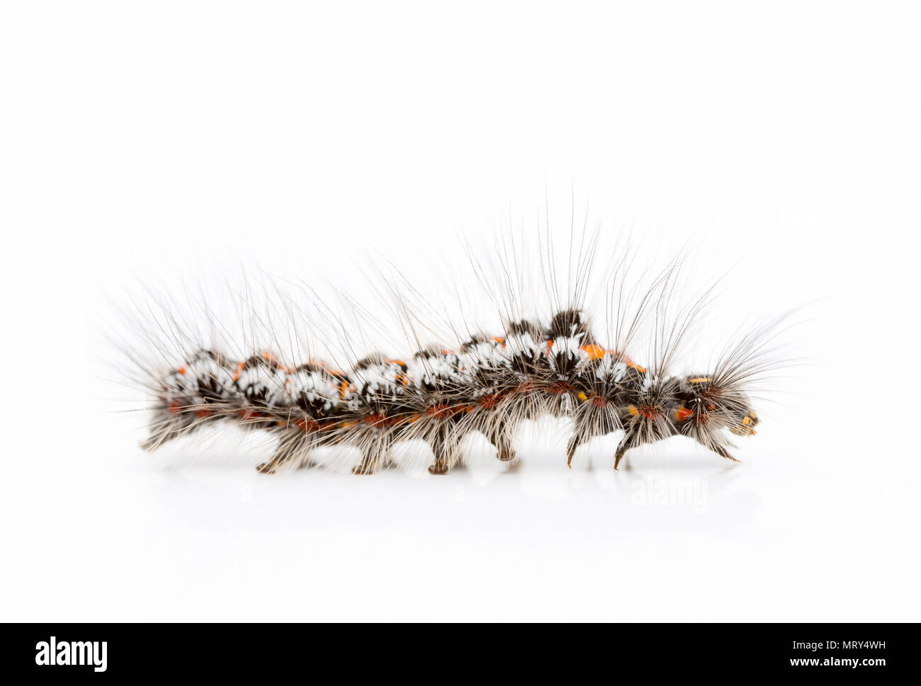 Eine Raupe des gelben Schwanz, Motten, Euproctis Imilis, in North Dorset England UK GB fotografiert. Stockfoto