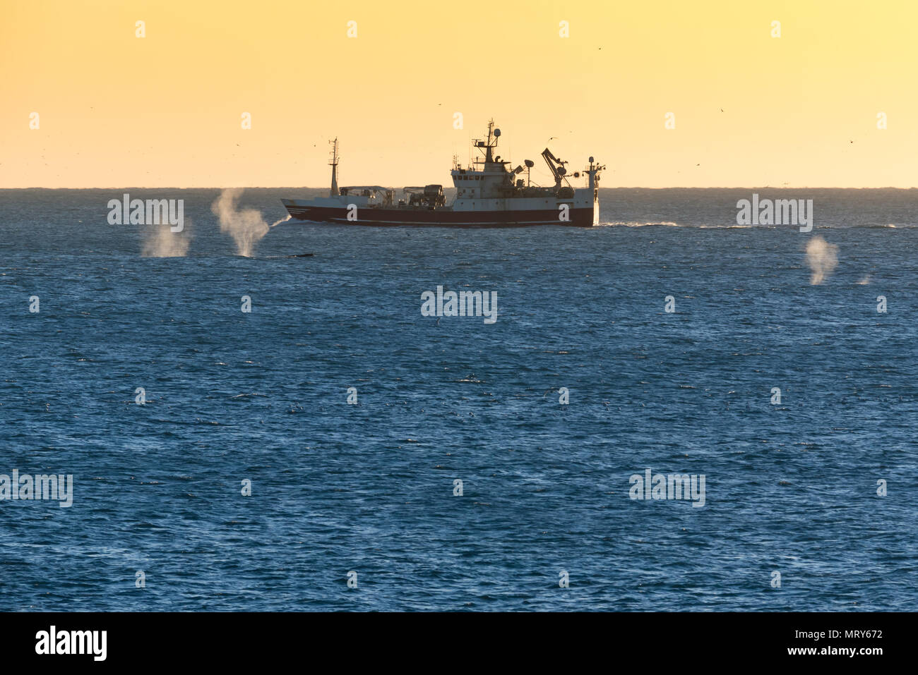 Spray von 3 Wale schwimmen um ein Fischerboot in Island bei Sonnenuntergang Stockfoto