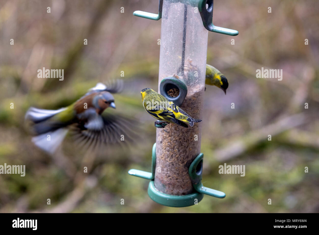 RSPB, Lake Vyrnwy, Powys, Wales, Großbritannien Stockfoto