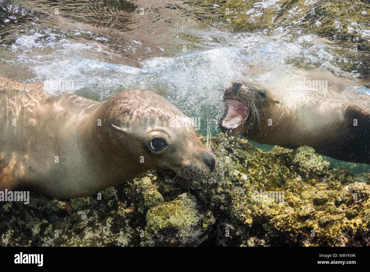 Zwei kalifornische Seelöwen (zalophus californianus) Rinde und Spielen im seichten Wasser der Isla San Rafaelito in der Nähe von La Paz, Mexiko. Stockfoto