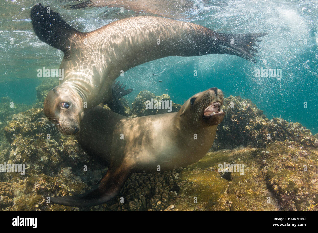 Zwei kalifornische Seelöwen (zalophus californianus) Schwimmen und Spielen im seichten Wasser der Isla San Rafaelito in der Nähe von La Paz, Mexiko. Stockfoto