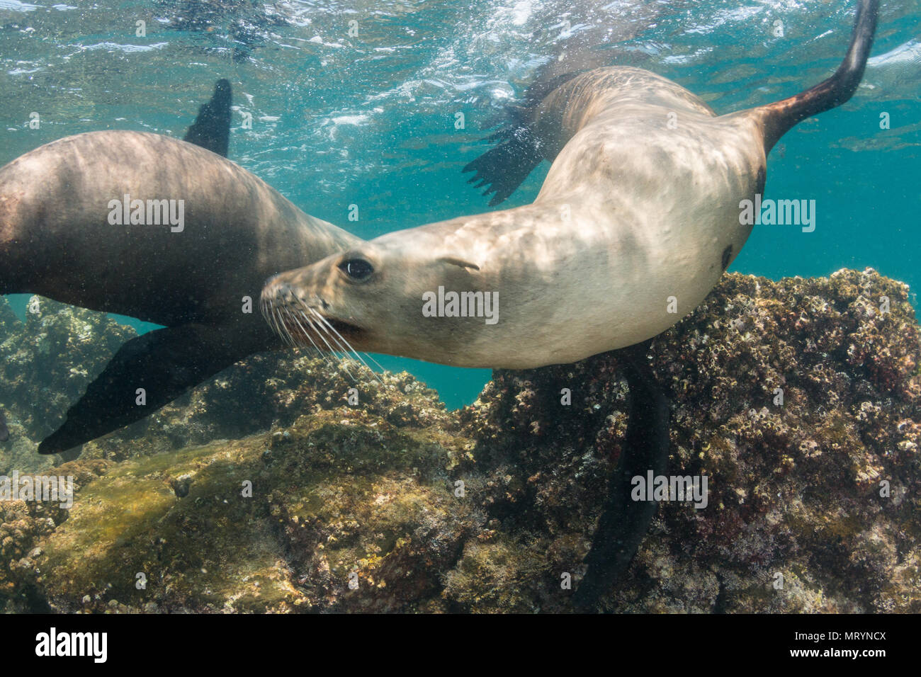 Eine kalifornische Seelöwen (zalophus californianus) summt über den Felsen beim Spielen an San Rafaelito Insel in der Nähe von La Paz, Mexiko. Stockfoto