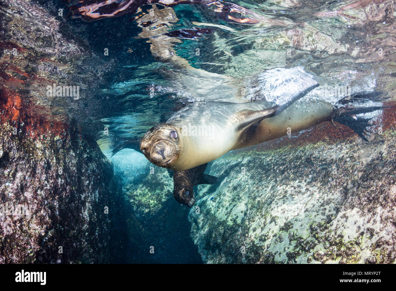 Zwei junge kalifornische Seelöwen (zalophus californianus) Schwimmen und Spielen an den Los Islotes Seelöwenkolonie in der Nähe von La Paz, Mexiko. Stockfoto