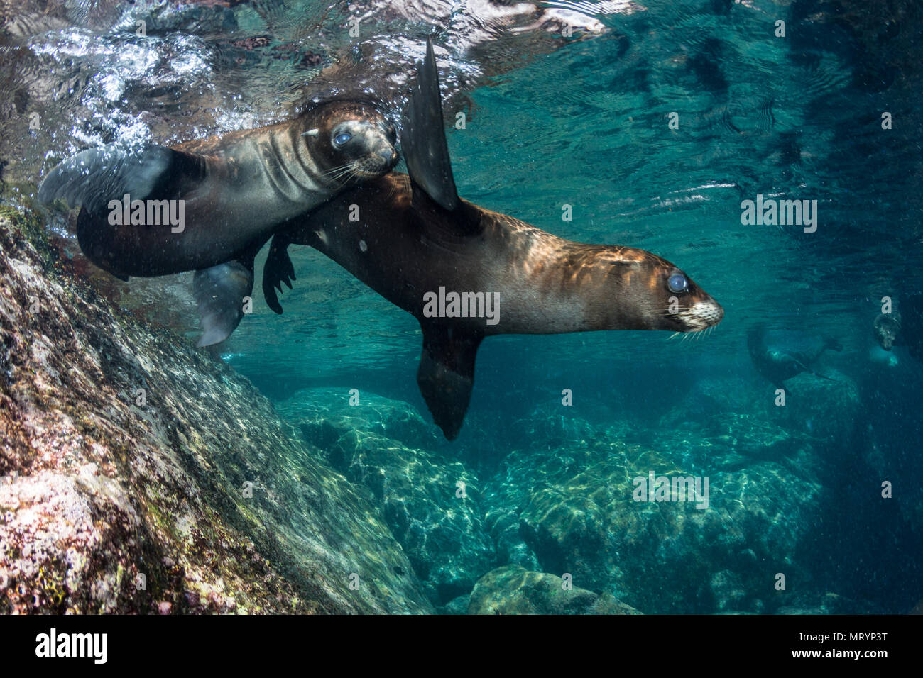 Zwei junge kalifornische Seelöwen (zalophus californianus) Schwimmen und Spielen an den Los Islotes Seelöwenkolonie in der Nähe von La Paz, Mexiko. Stockfoto