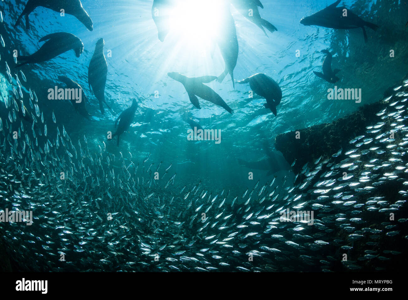 Eine Gruppe von Kalifornischen Seelöwen (zalophus californianus) beruht auf der Fläche über eine Schule der Köderfisch an der Los Islotes Seelöwenkolonie in der Nähe von La Pa Stockfoto