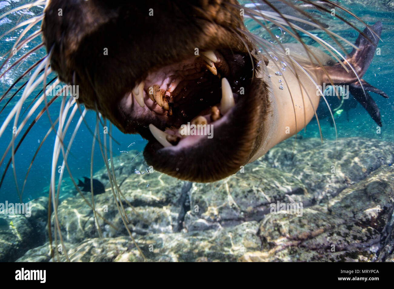 Ein junger Seelöwe (zalophus californianus) Mund die Kamera dome Port bei Los Islotes in der Nähe von La Paz, Mexiko. Stockfoto