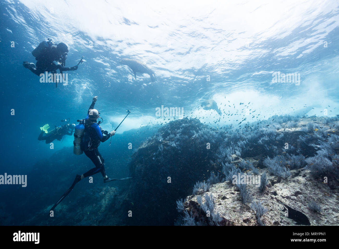 Taucher spielen mit Kalifornischen Seelöwen (zalophus californianus) an einem Tauchplatz namens La Reina in der Nähe von La Paz, Mexiko. Stockfoto