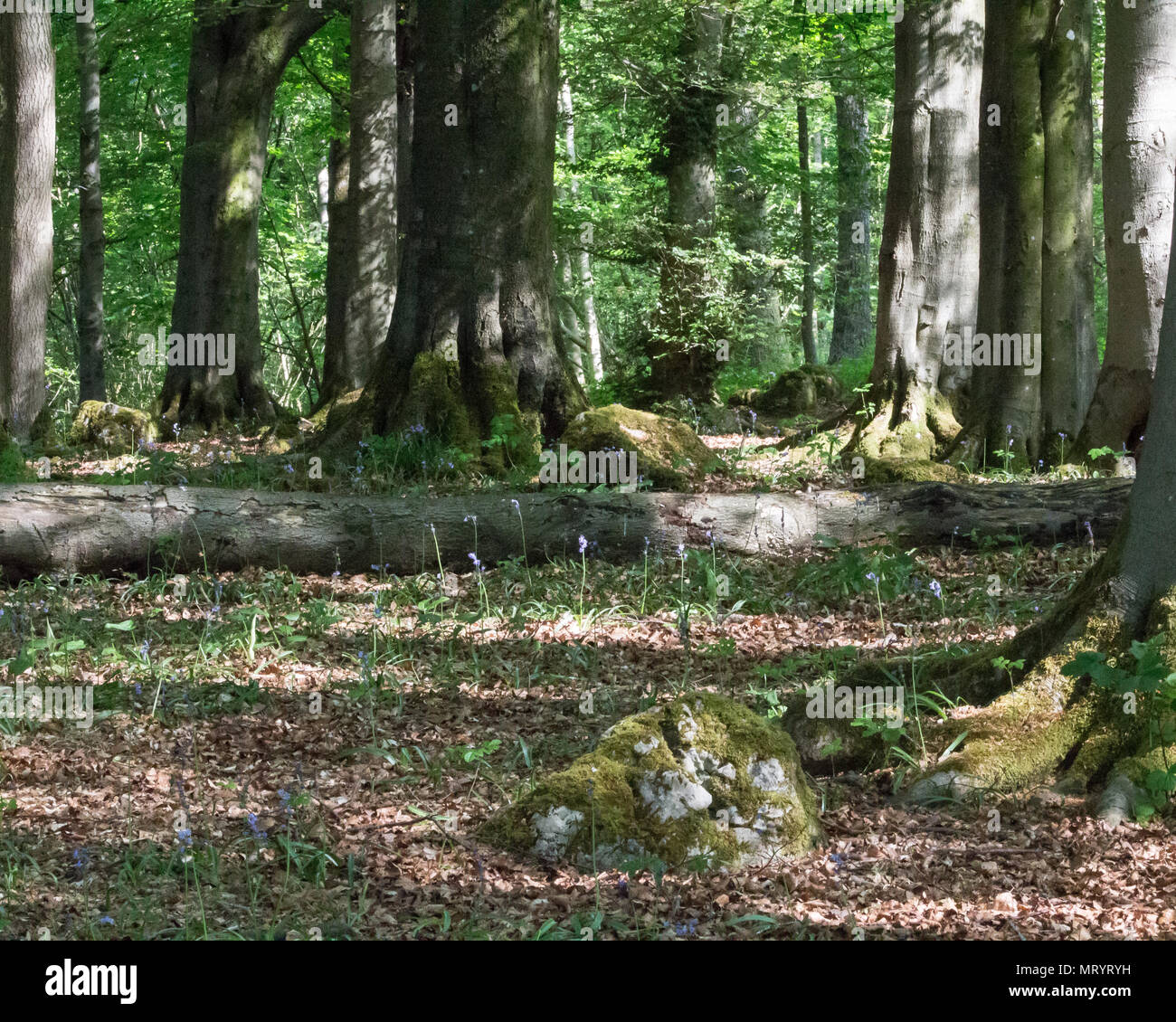 Gras Holz, Grassington, North Yorkshire Stockfoto